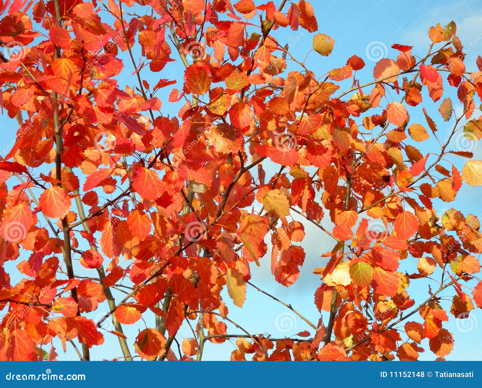 Aspen red leaves stock photo. Image of plant, blue, nature 11152148
