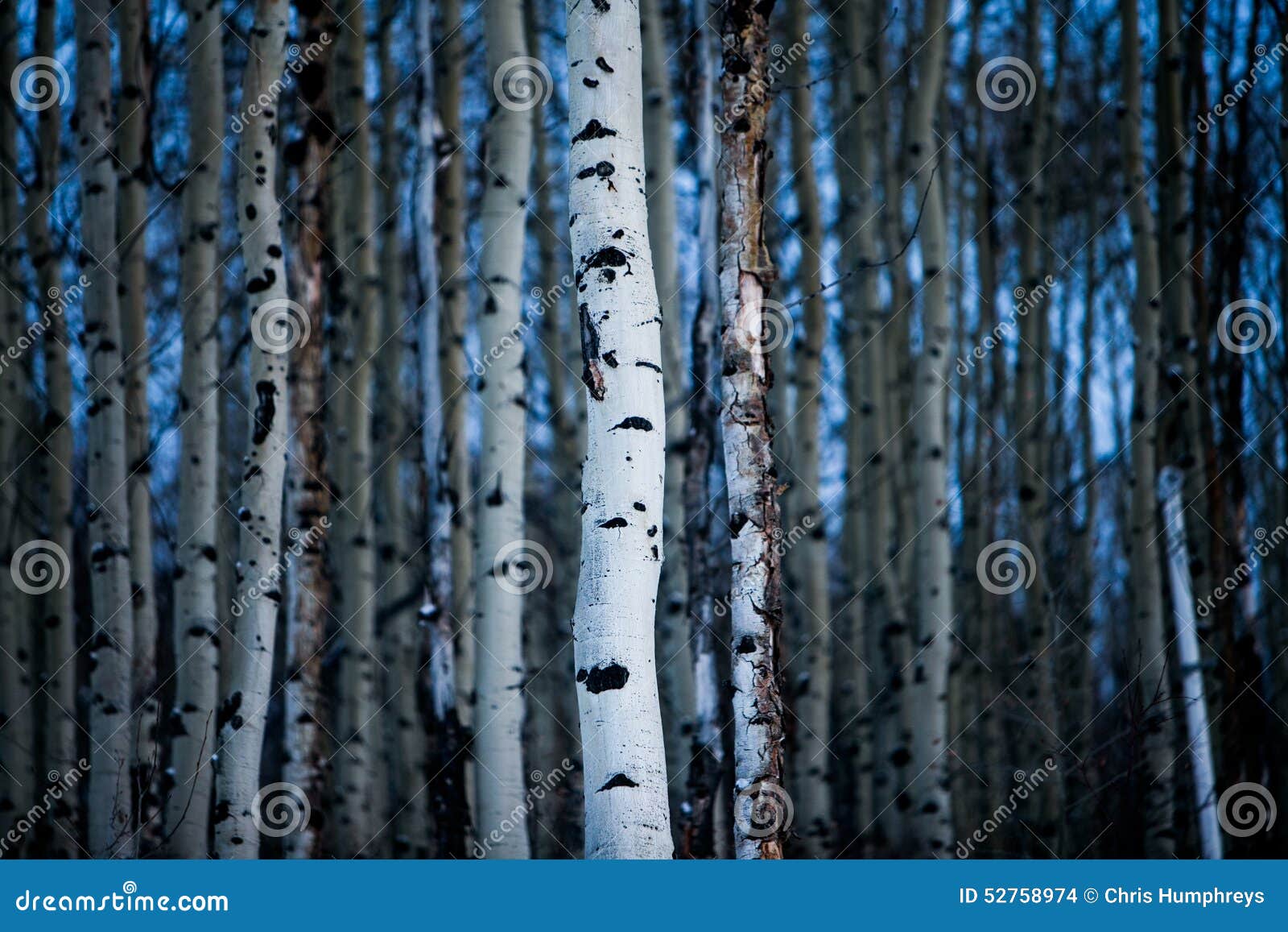 aspen tree bark in winter