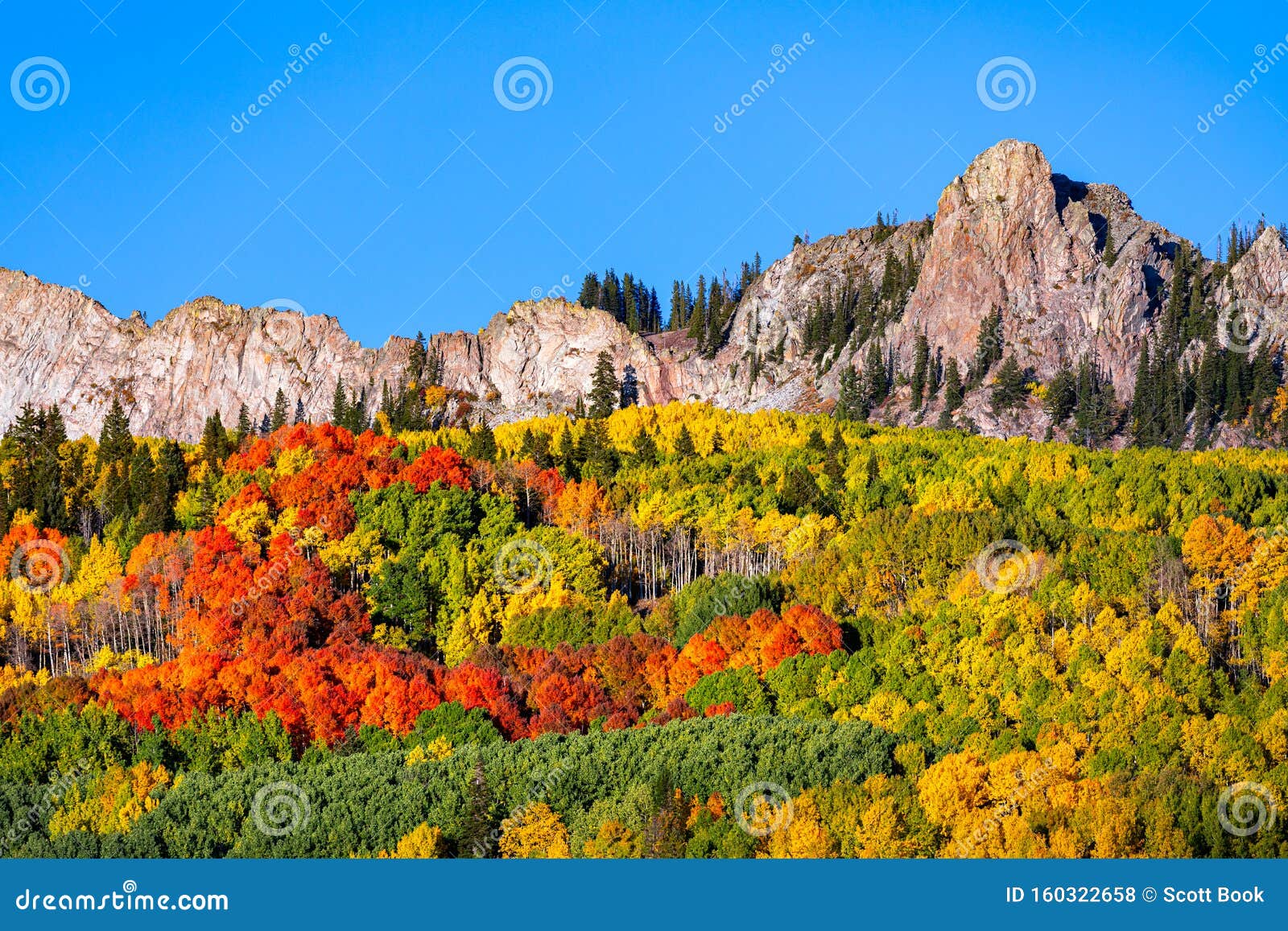 Aspen Tree Deixa a Cor Mudando Foto de Stock Imagem de cenas, outono