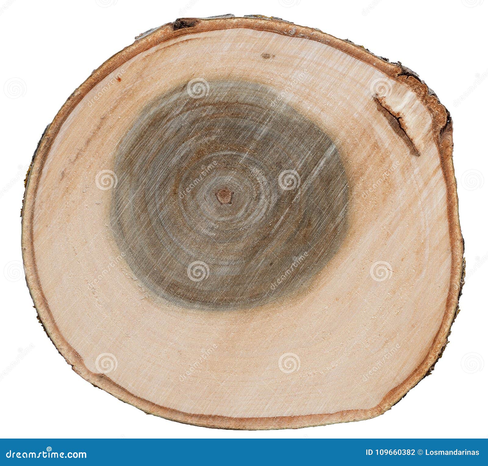 Cross cut tree trunk