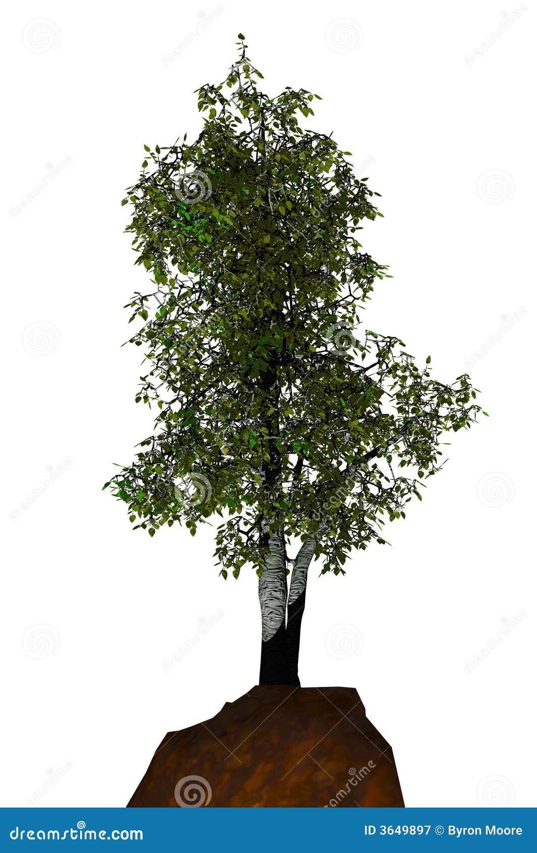 aspen tree clip art images - photo #43