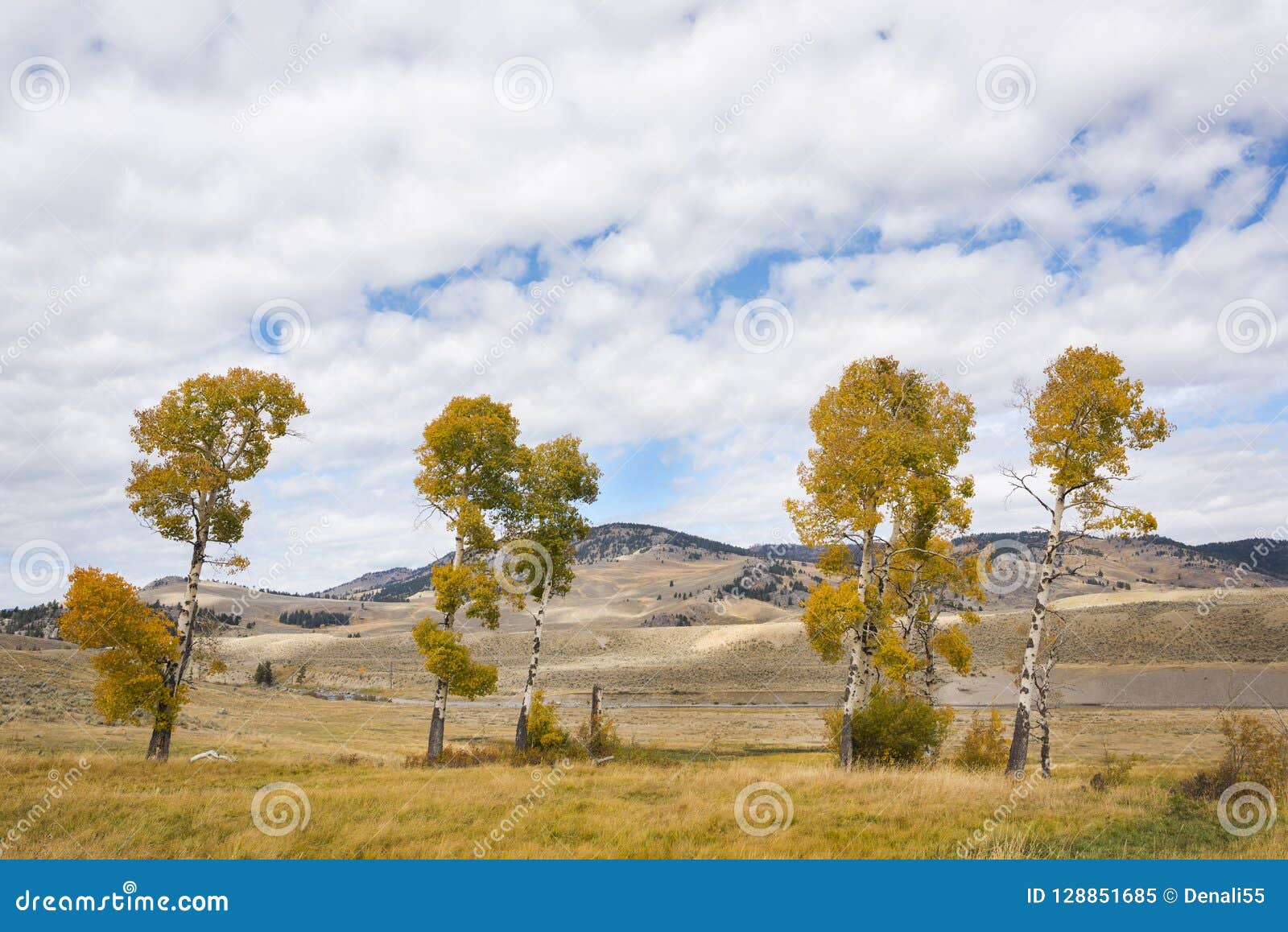 Aspen Trees in Autumn Colors. Stock Image - Image of tree, scenic