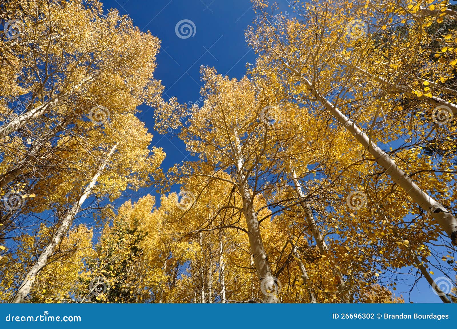 Aspen Trees with Blue Sky stock photo. Image of aspen 26696302
