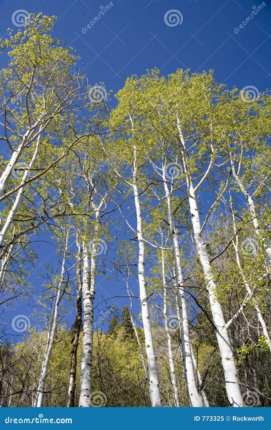 Aspen trees and blue sky stock image. Image of summer, grow 773325
