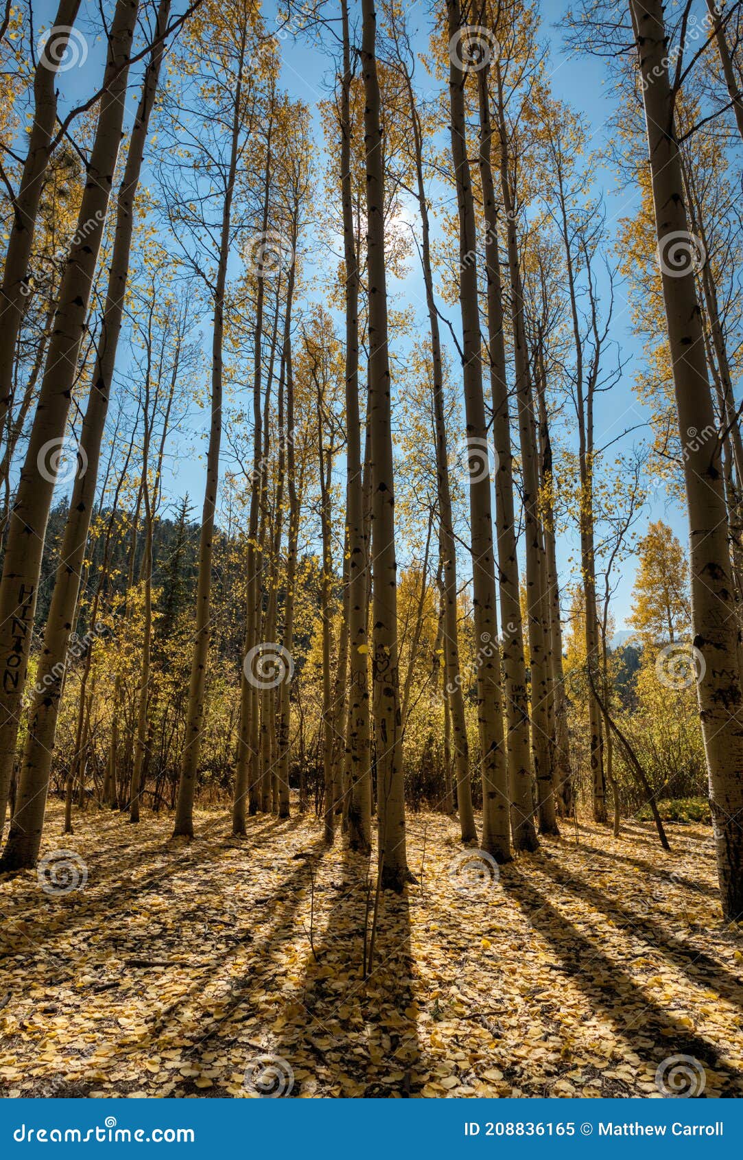 Aspen trees changing color stock image. Image of outdoors 208836165