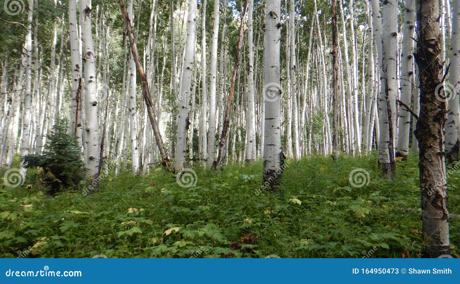 Aspen trees stock image. Image of aspen, grove, trees 164950473