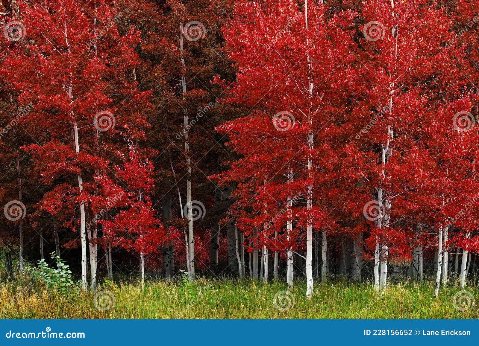 Aspen Trees White Trunk Lush Red in Autumn Forest Wilderness Stock