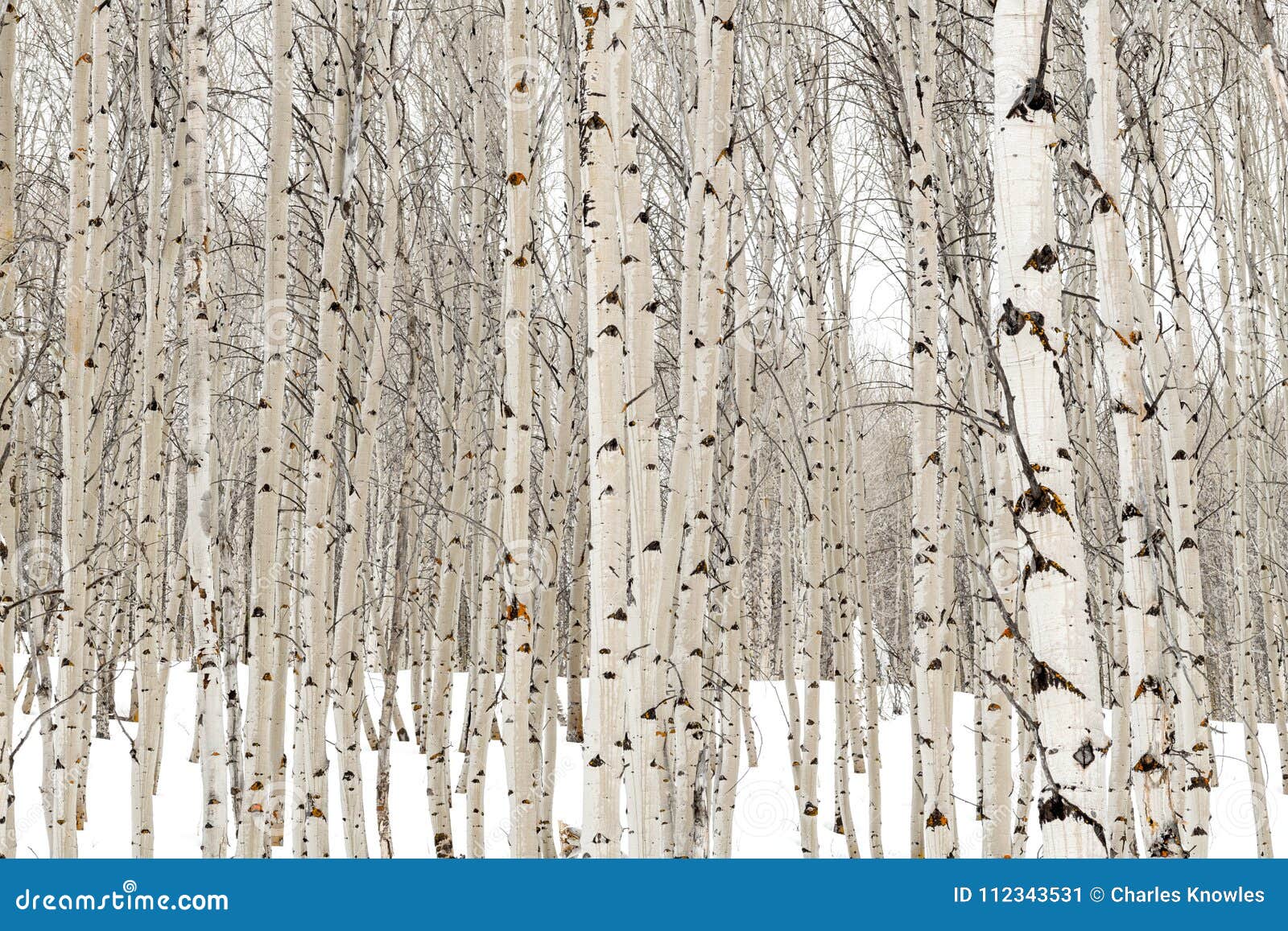 aspen trees in winter with water soaked bark