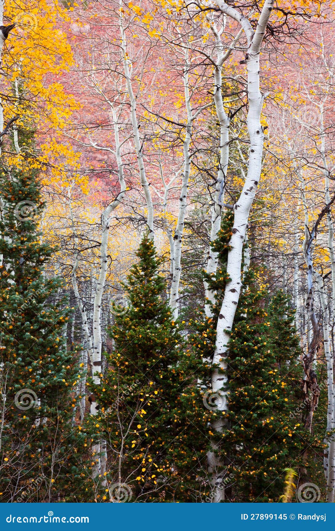 Aspens in the Midst of Pine Trees Stock Image Image of fallen, autumn