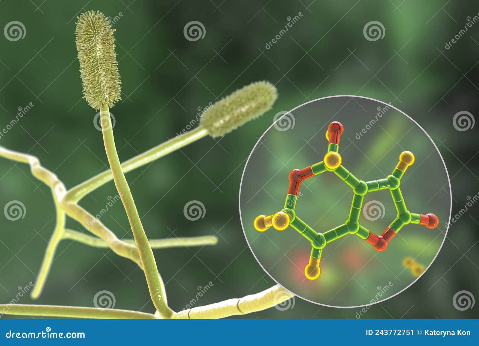 aspergillus clavatus mold fungi and molecule of patulin toxin, 3d 