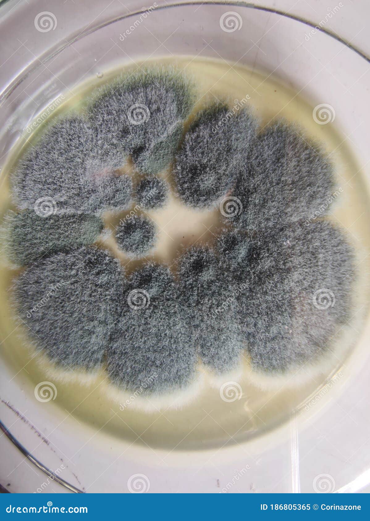 aspergillus fumigatus colonies on saboraud dextrose agar medium