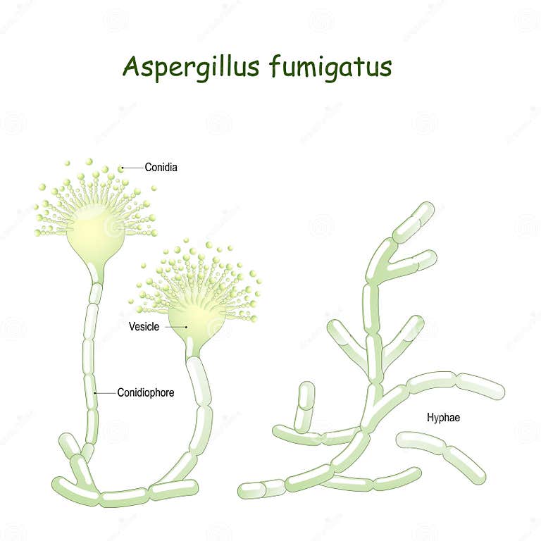 Aspergillus Fumigatus is a Type of Fungus Causes Aspergillosis Stock ...