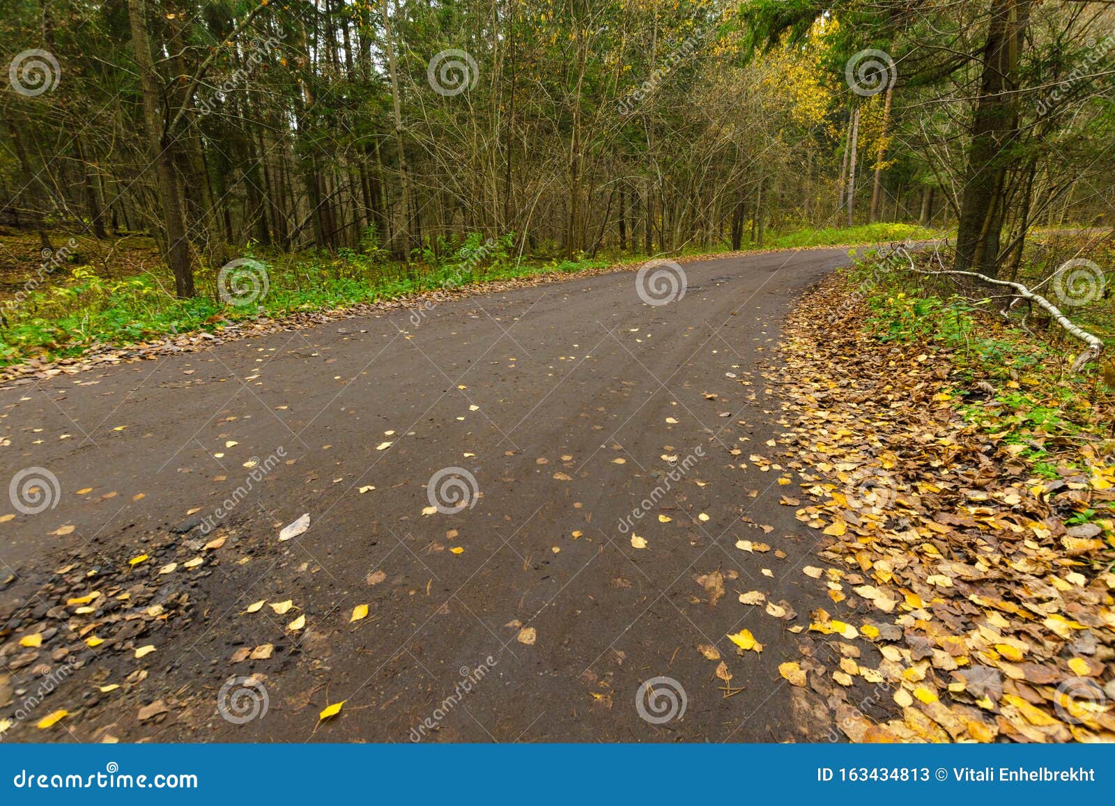 Asphalt Road In The Autumn Forest Autumn Background Country Road Stock Image Image Of Background Asphalt
