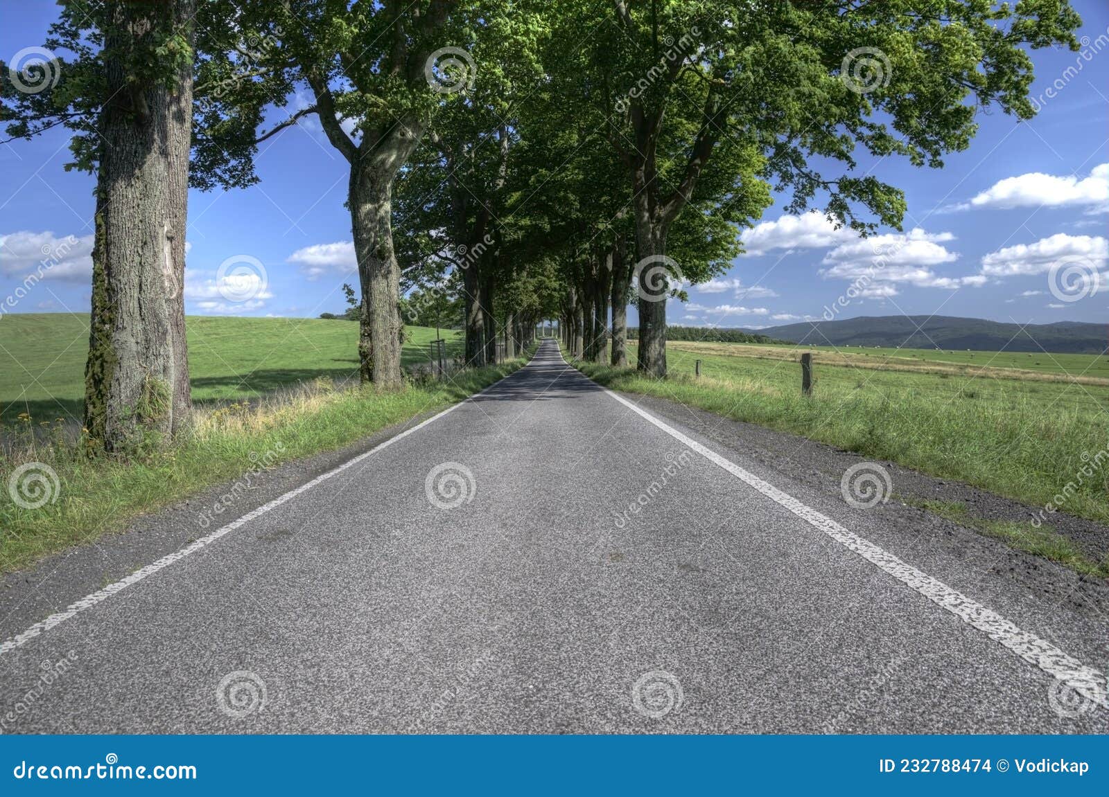 road into the far with a tree alley