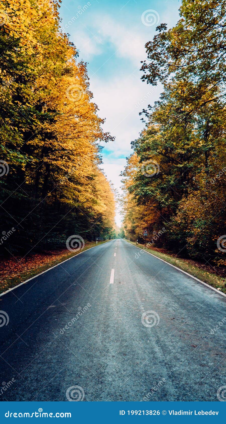 Asphalt Road in the Forest, Stretching into the Distance between Trees  Covered with Yellow and Green Leaves on an Autumn Day Stock Photo - Image  of plant, trees: 199213826