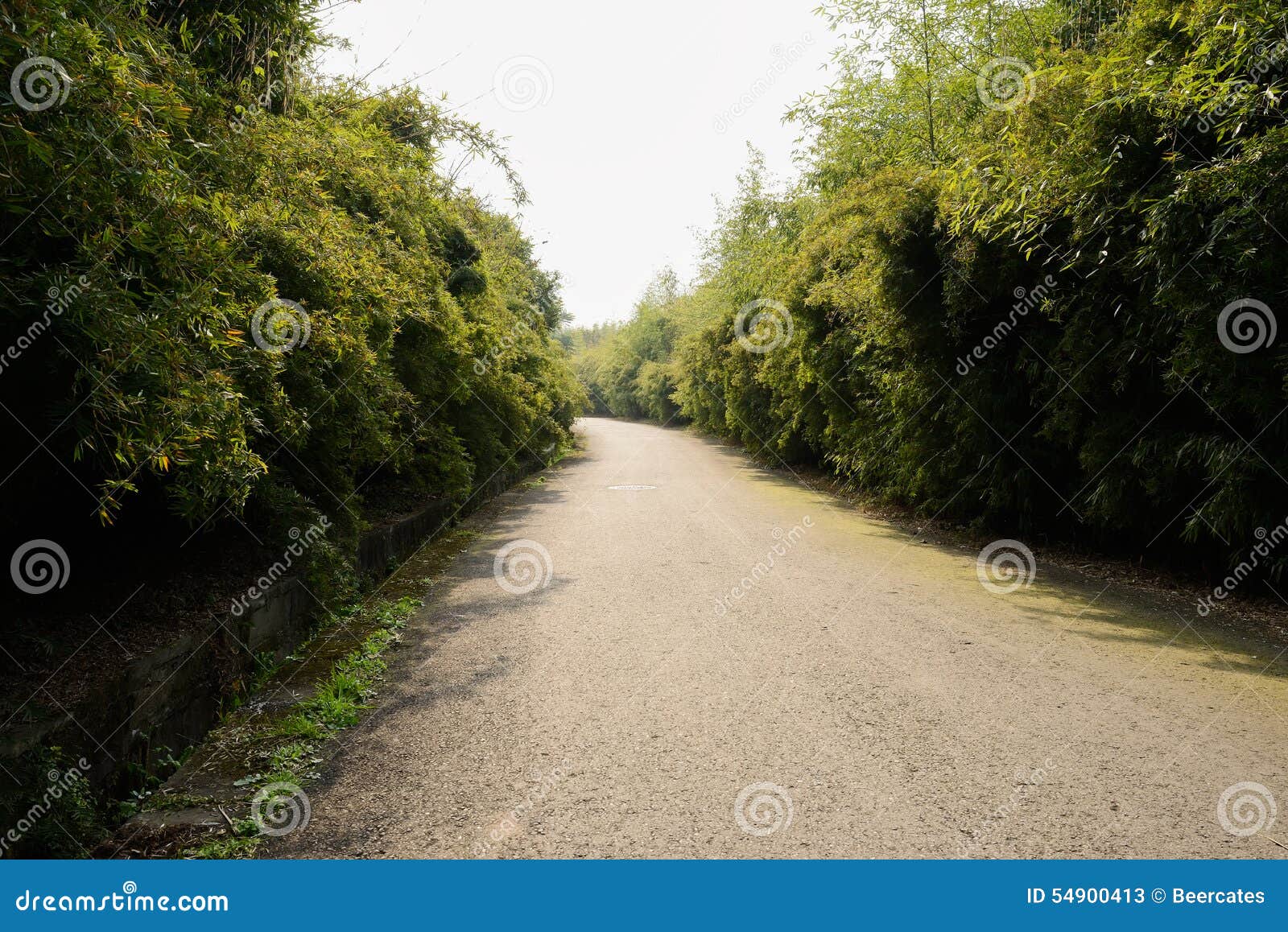 Asphalted Road in Bamboo of Sunny Spring Stock Image Image of slopy
