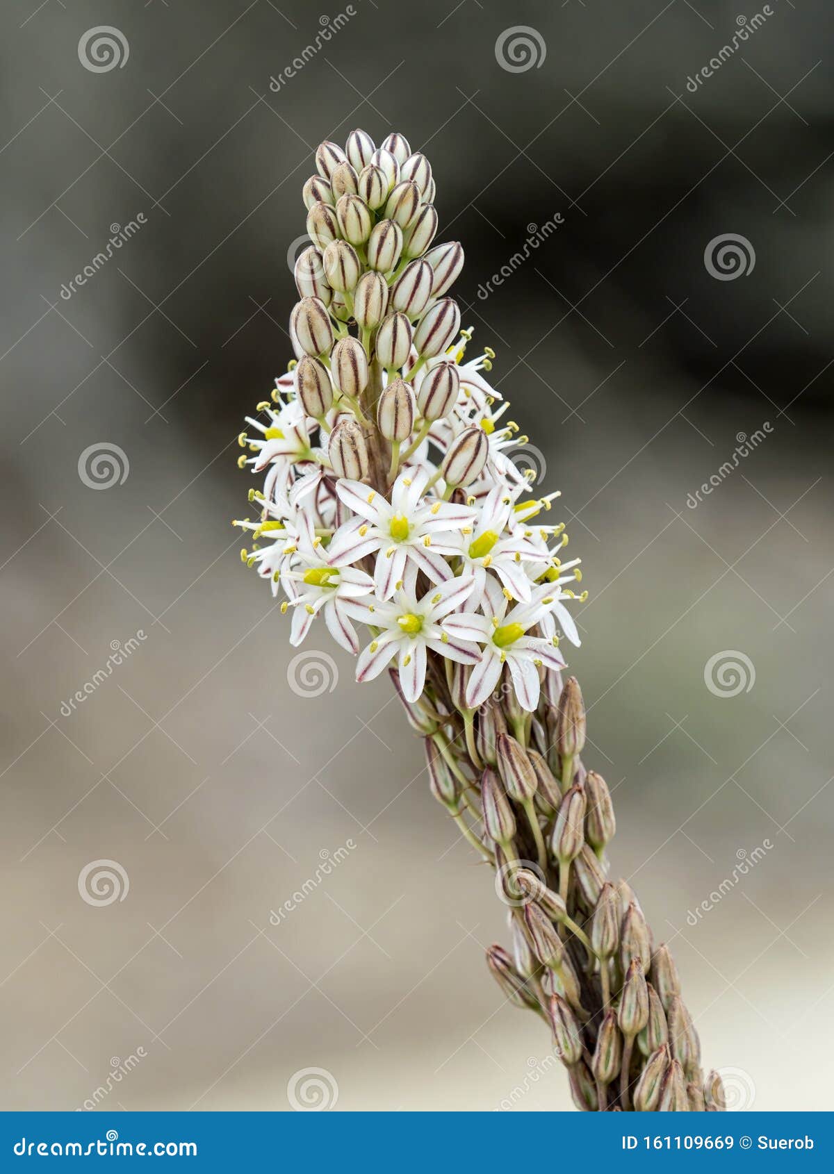 asphodel flowers in andalucia in spain