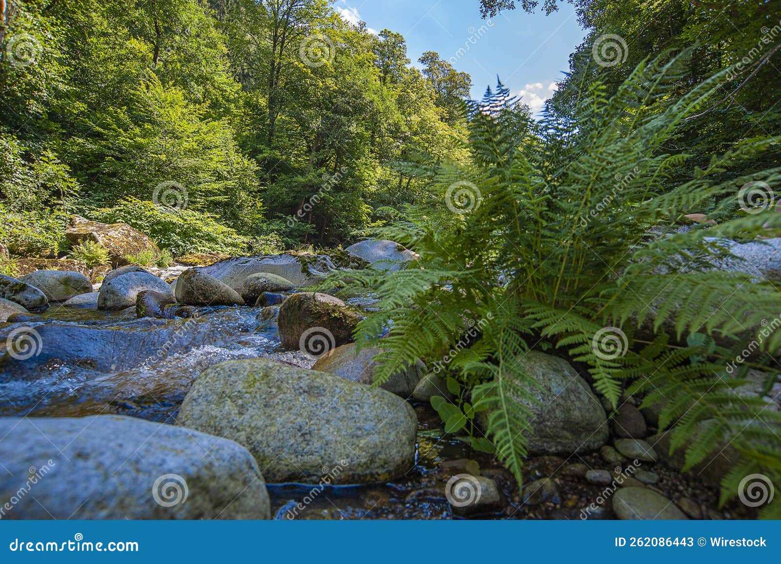 asplenium ladyfern (athyrium filix-femina) growing next to the river