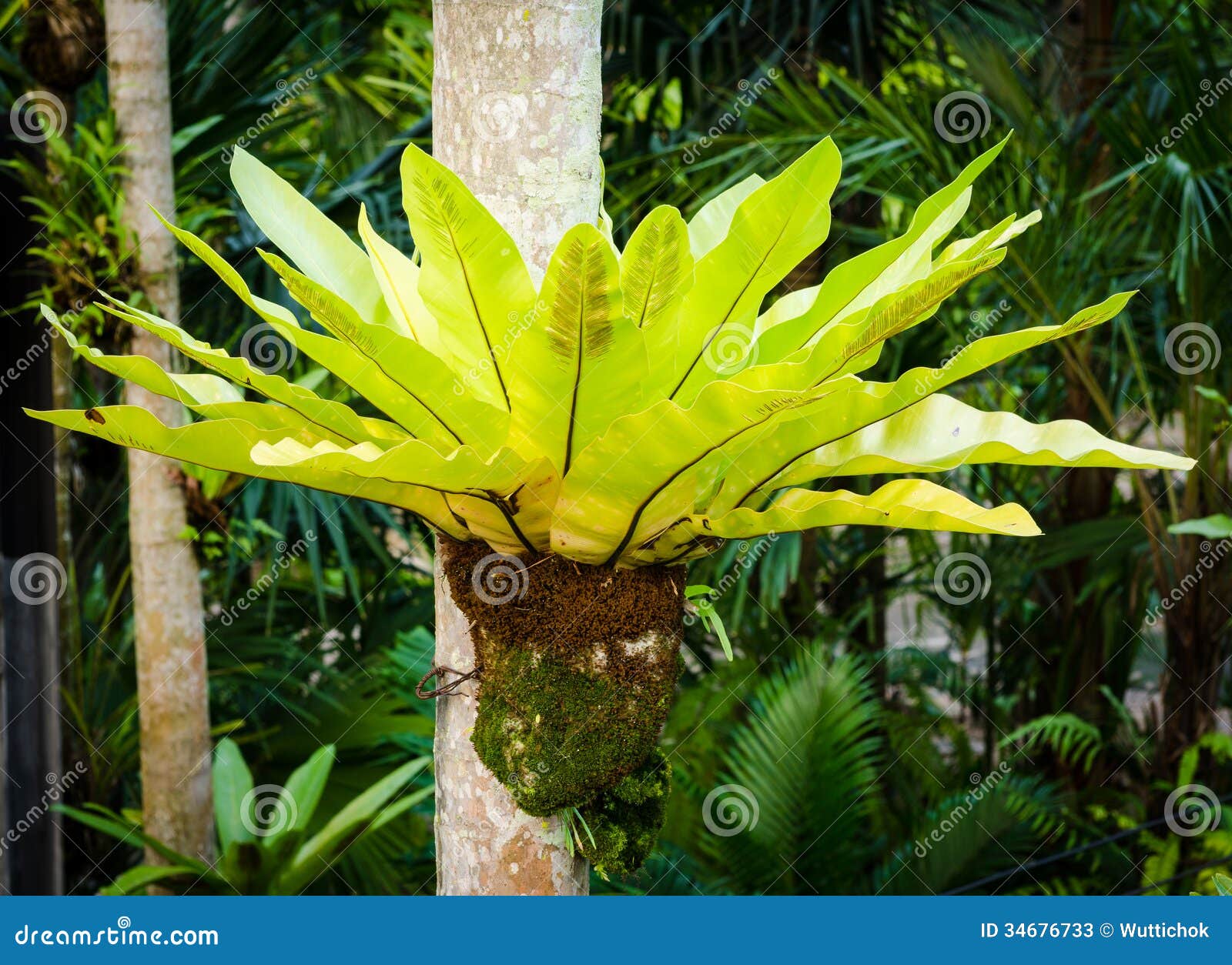 Bird'S Nest Fern In Bathroom - bird's nest fern in shower
