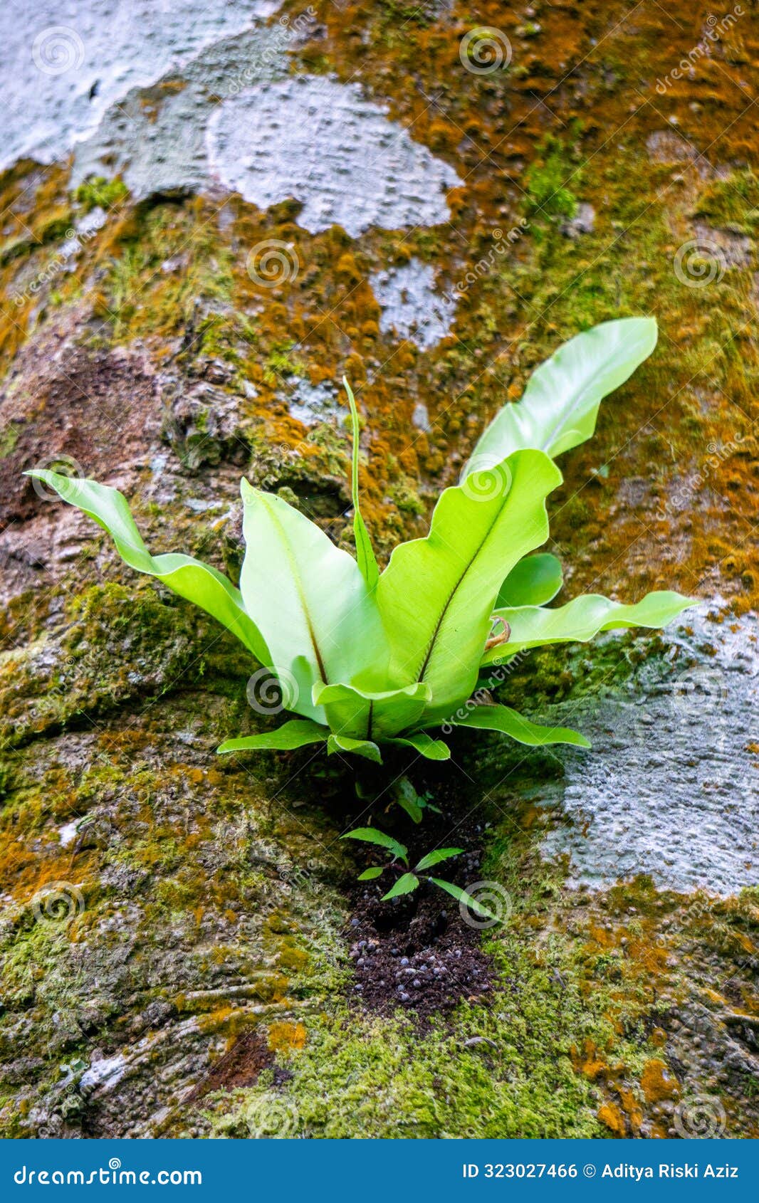 asplenium nidus (nest fern, bird's-nest fern). asplenium nidus is an epiphytic species of fern