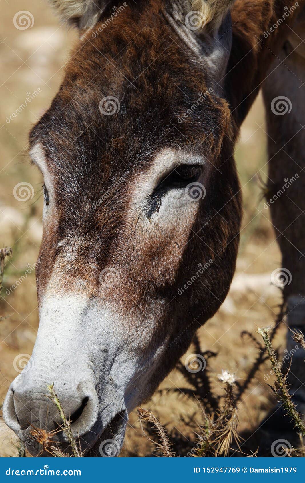 Donkey with head up his ass