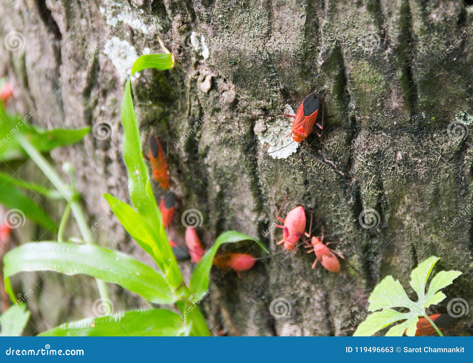 assassin-bug-scientific-name-sycanus-collaris-stock-image-image-of