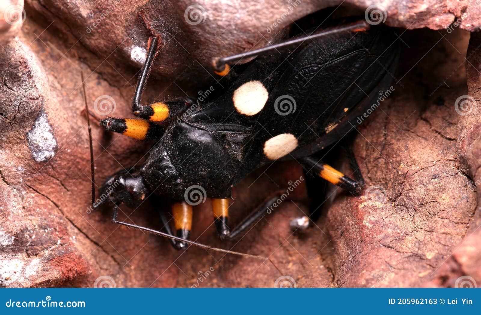 assassin bug- platymeris sp.