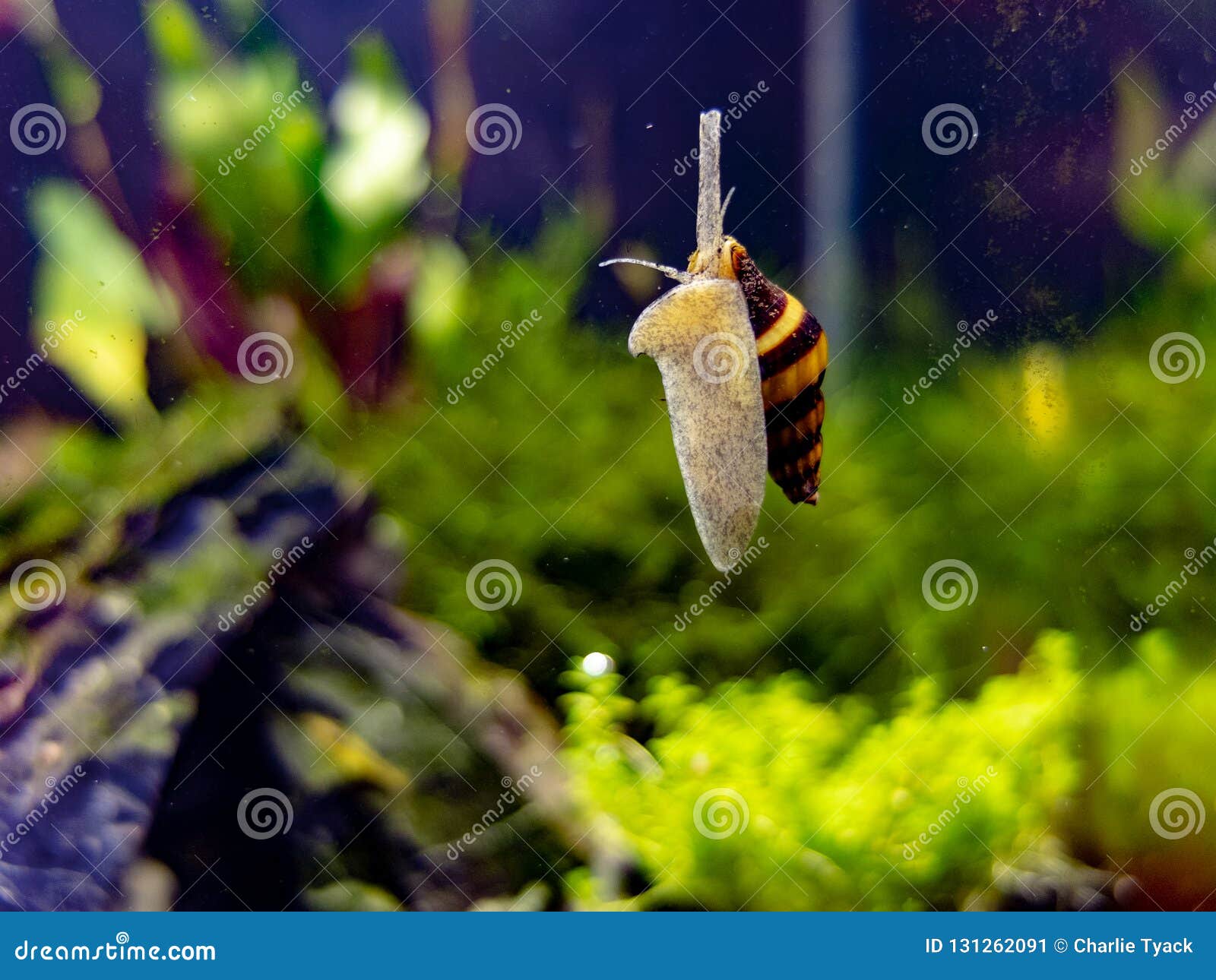 assassin snail in tropical nano tank sliding up the glass