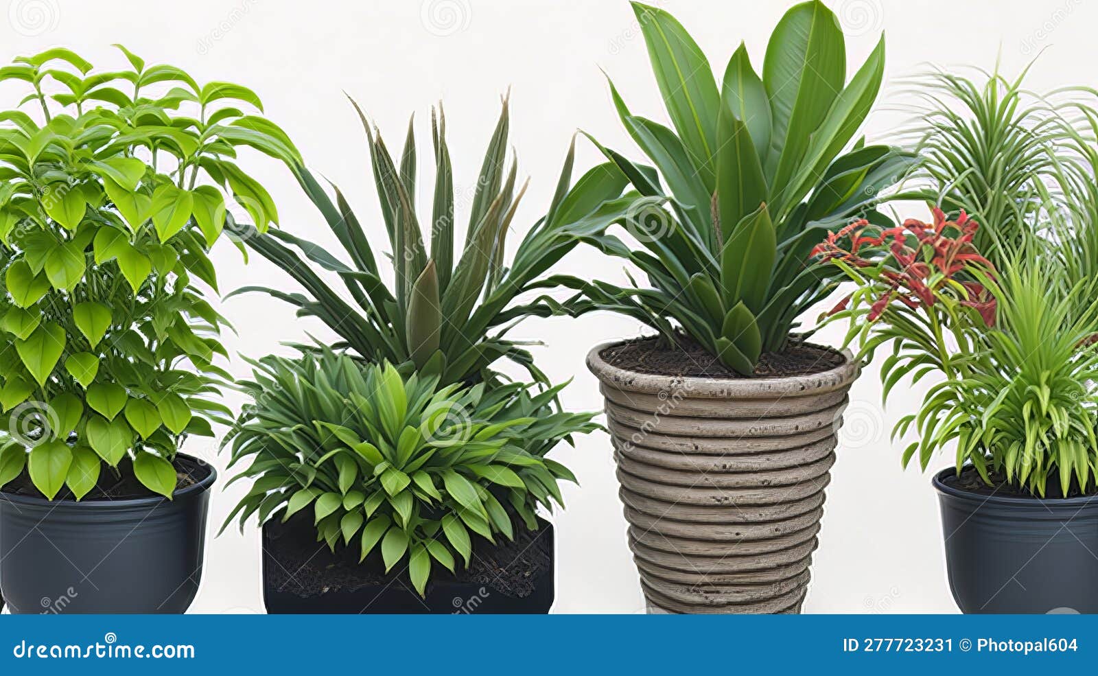 the assemblage of potted decorative plants.
