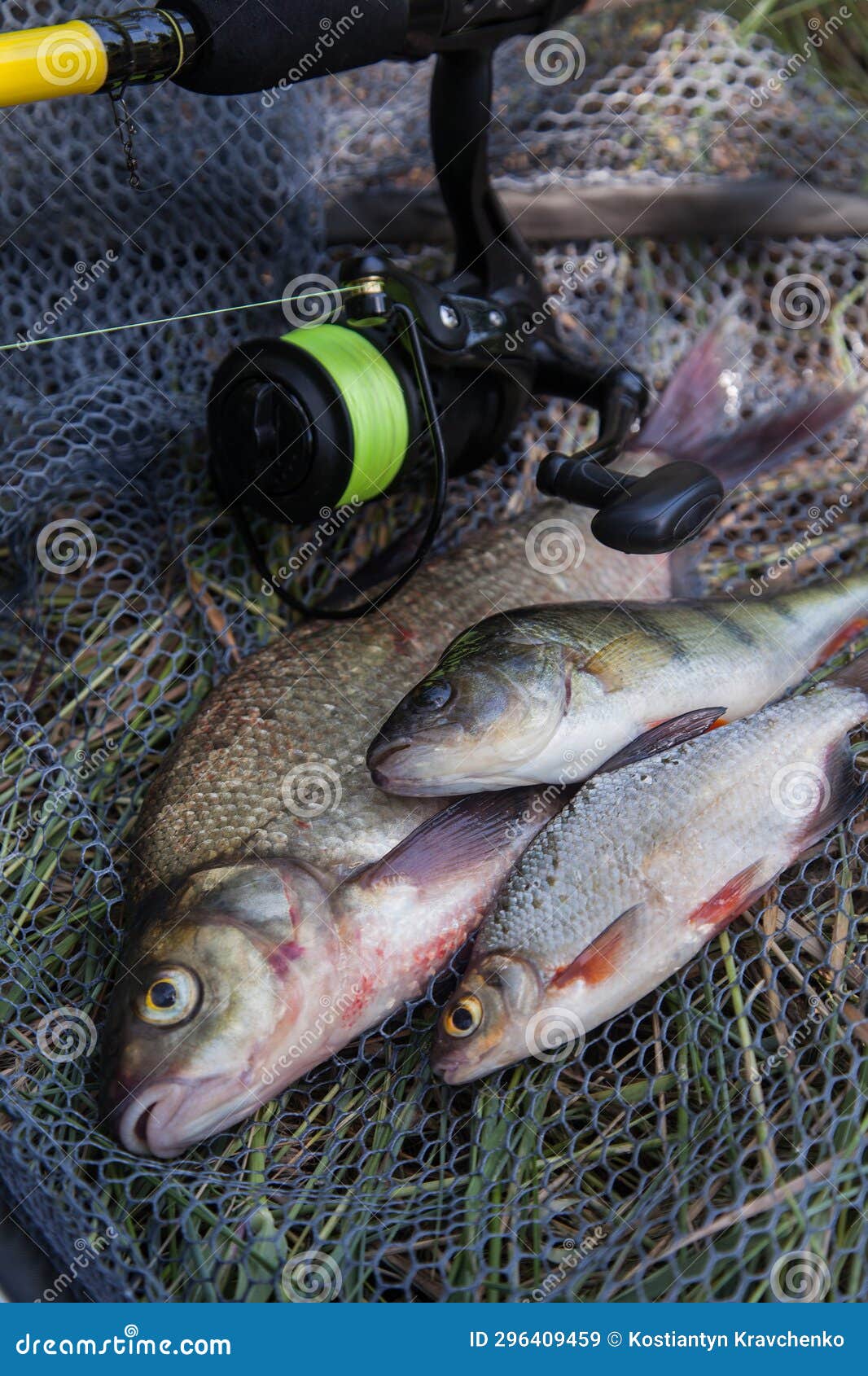 Assort Kinds of Fish - Freshwater Common Bream, Common Perch or European  Perch, White Bream or Silver Bream and Fishing Rod with Stock Image - Image  of close, freshwater: 296409459