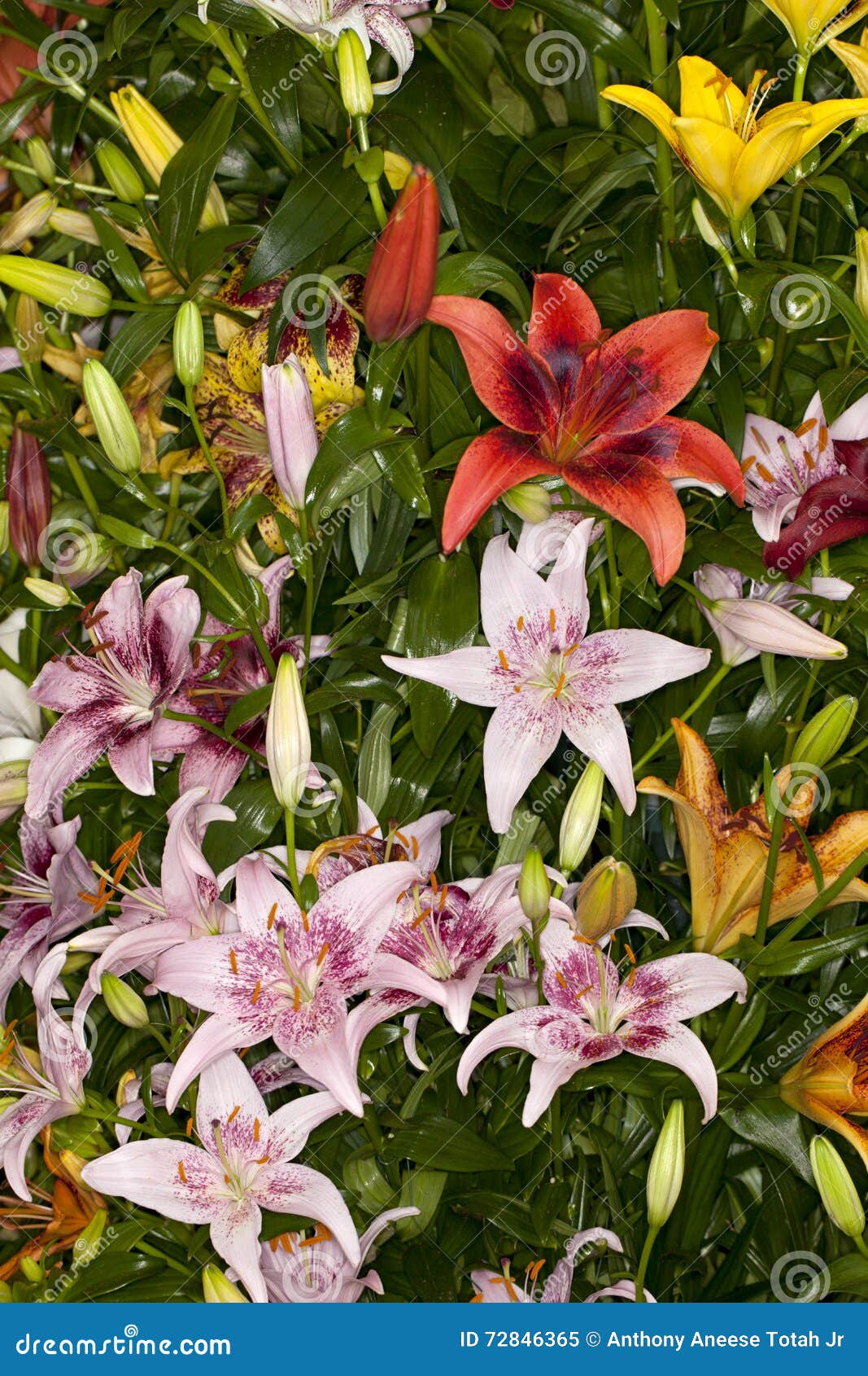 Assorted Asiatic Lilies stock image. Image of beautiful 72846365