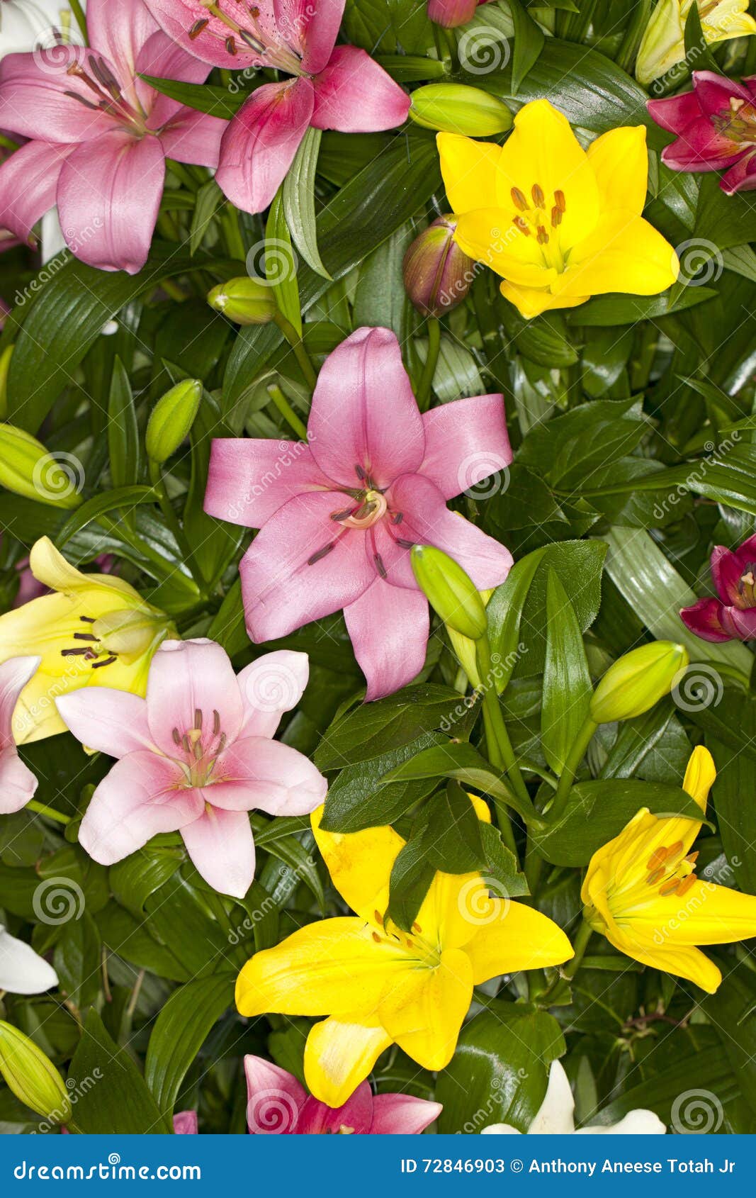 Assorted Asiatic Lilies stock image. Image of horizontal 72846903
