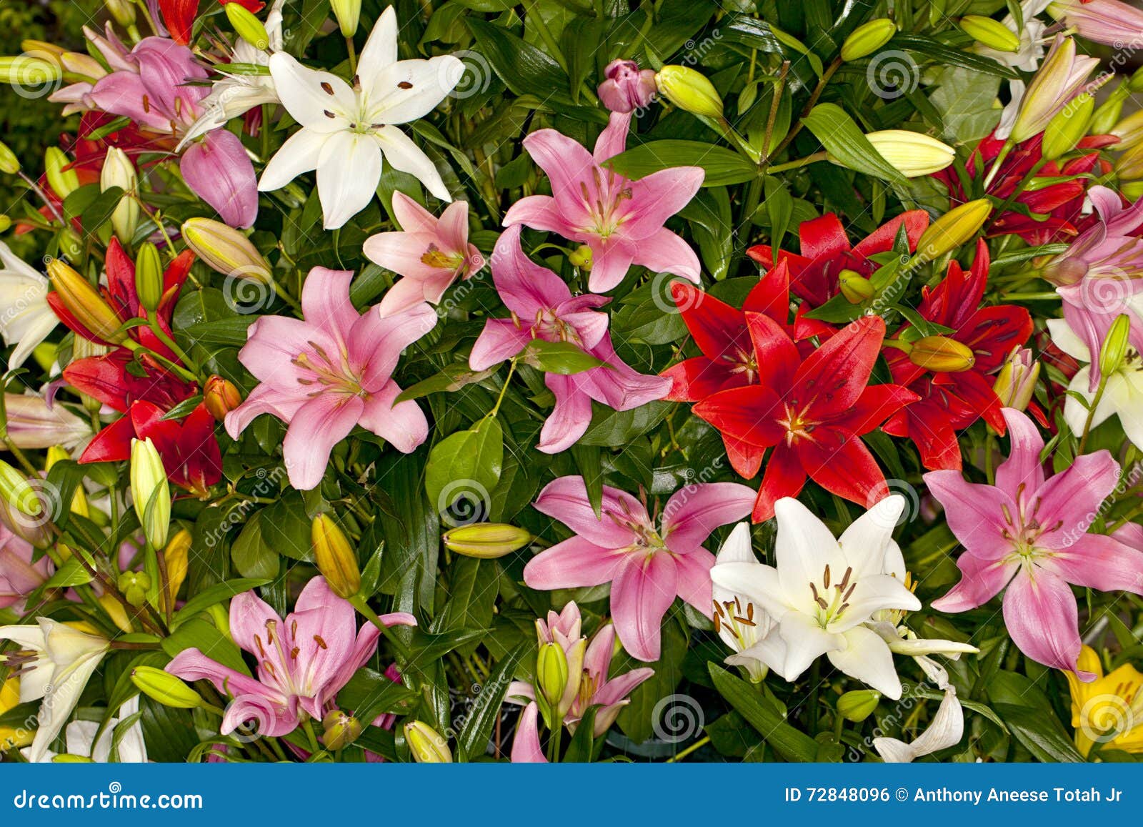 assorted asiatic lilies