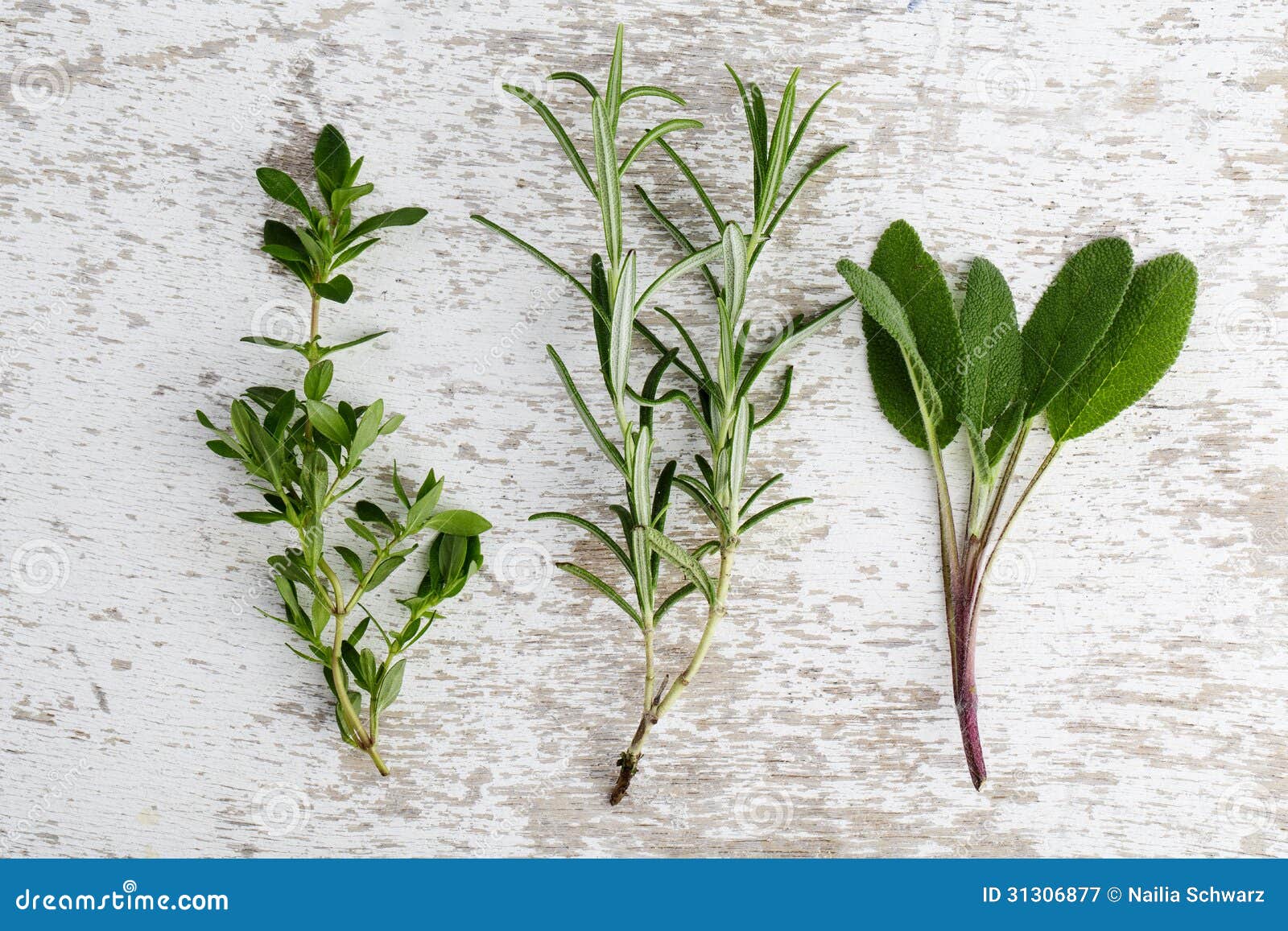 assorted fresh herbs single twigs thyme sage rosemary oregano wooden board 31306877