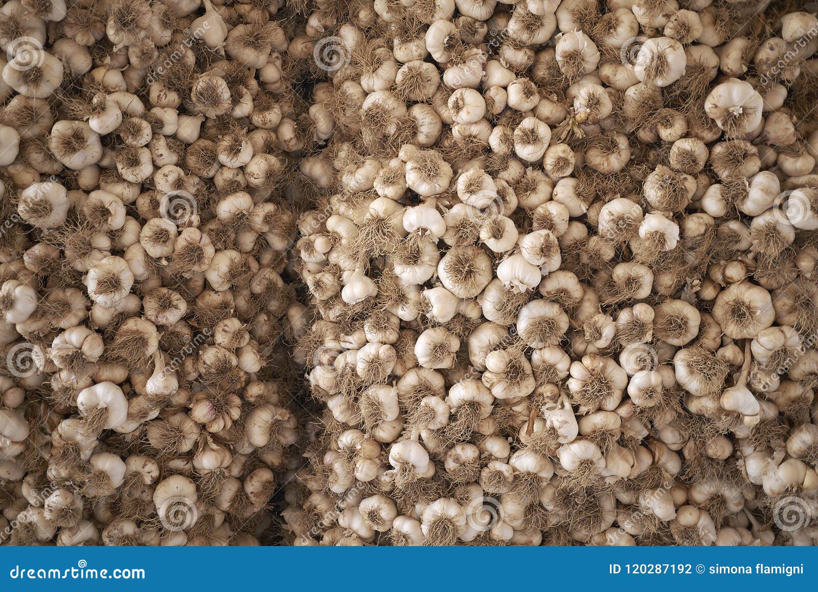 Assorted Garlic heads stock photo. Image of italia, meal 120287192