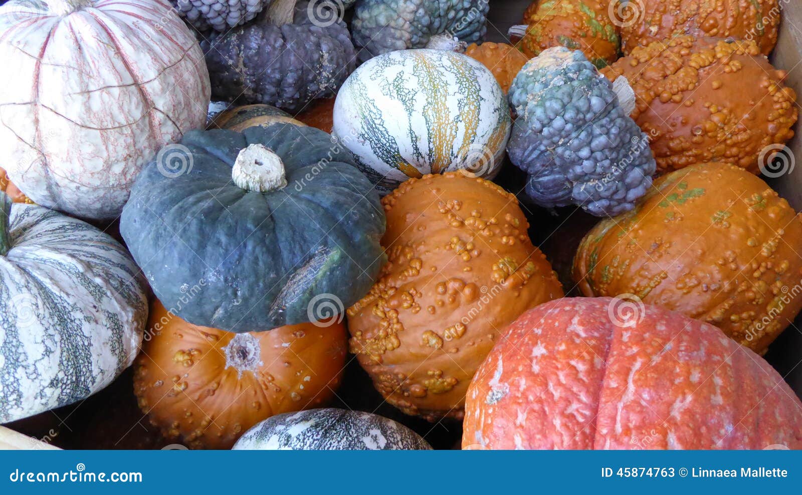 Assorted Gourds and Winter Squash Stock Image Image of warty