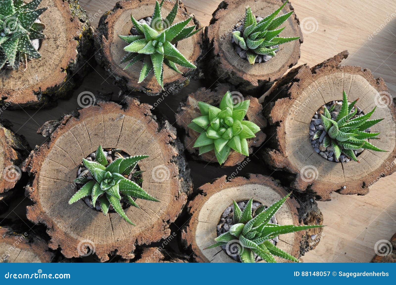 assorted haworthia plants in oak wood log planters