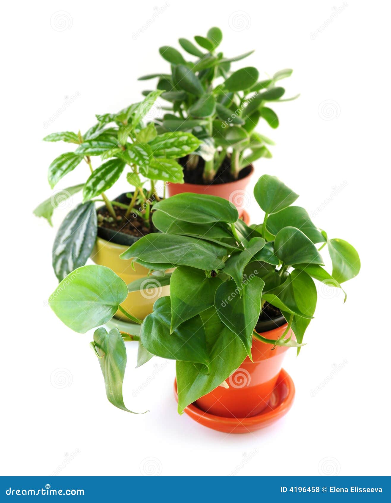 Assorted houseplants stock photo. Image of decor, flowerpots 4196458