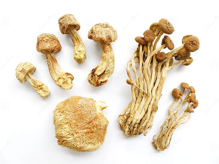 Assorted mushrooms, dried stock photo. Image of fibrous 6473068