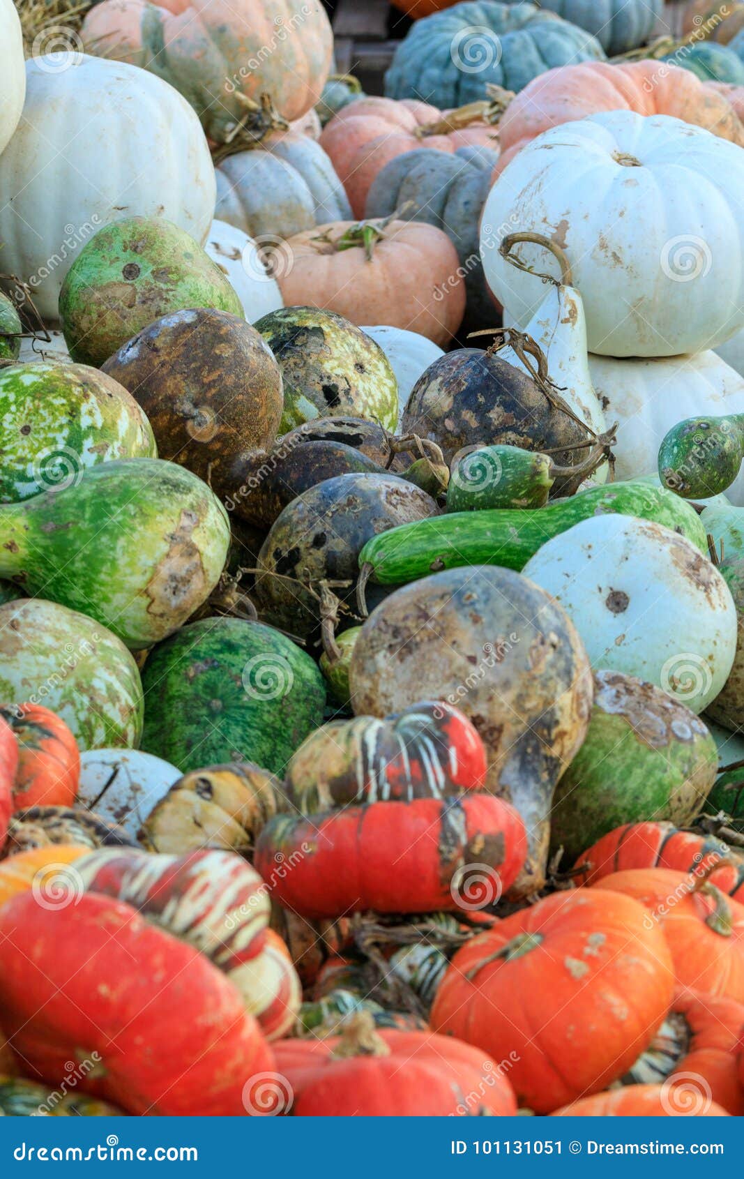 Assorted Pumpkins, Gourds, and Squash Stock Image Image of season