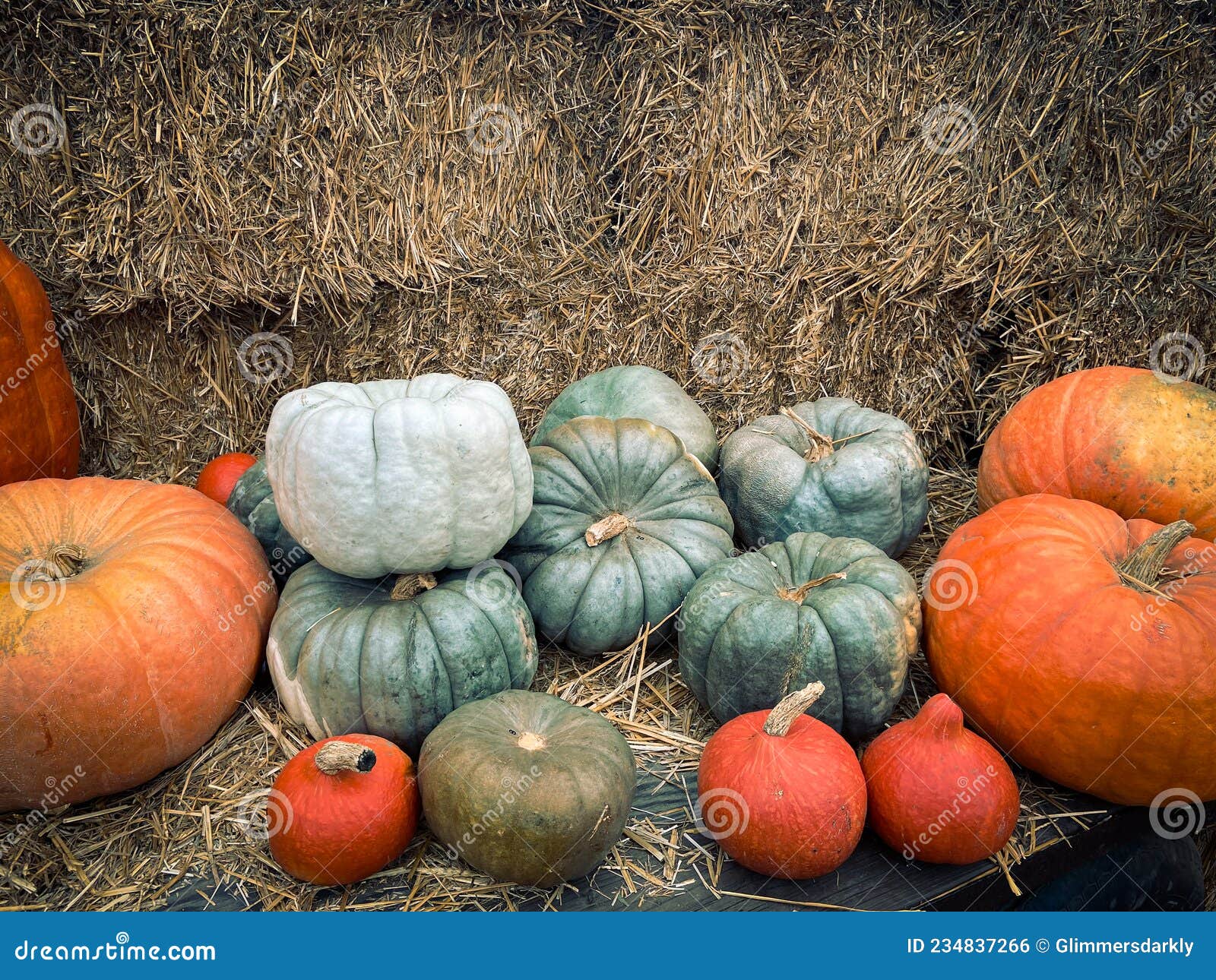 Assorted Pumpkins , Squash and Gourds Fall Display Stock Photo Image