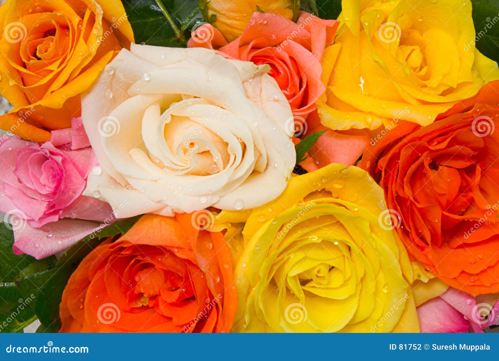 Assorted Roses stock photo. Image of pink, attractive, bright 81752