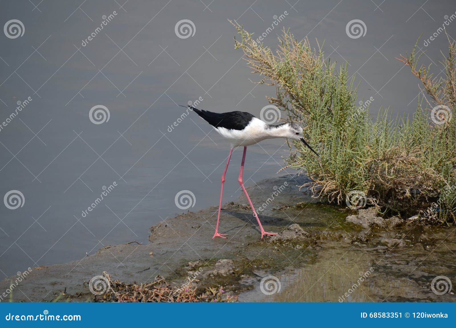 Assorted Seabirds on Dubai Creek Stock Image - Image of arab, exotic ...