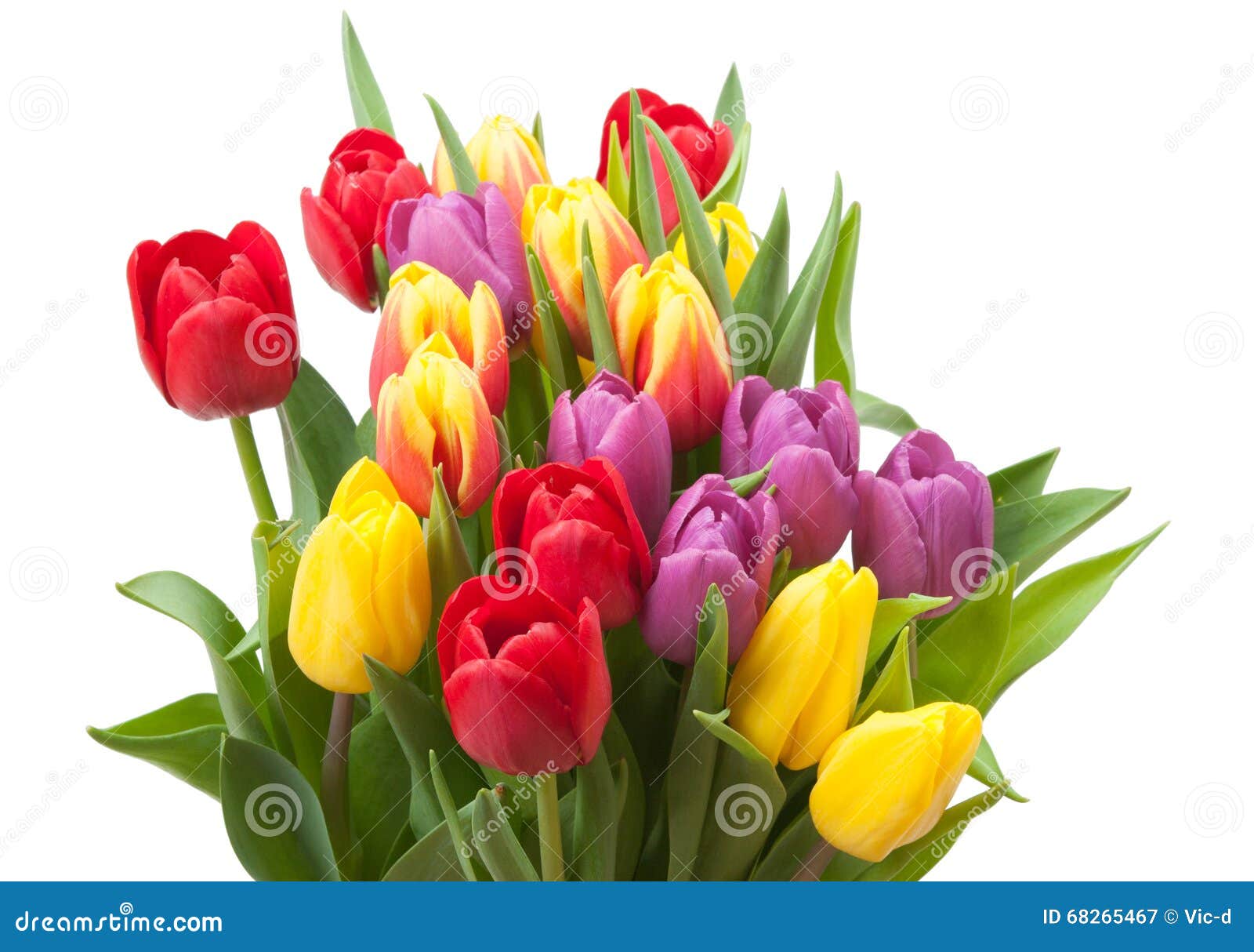 Assorted Tulips Bouquet. Isolated on White Background Stock Image ...