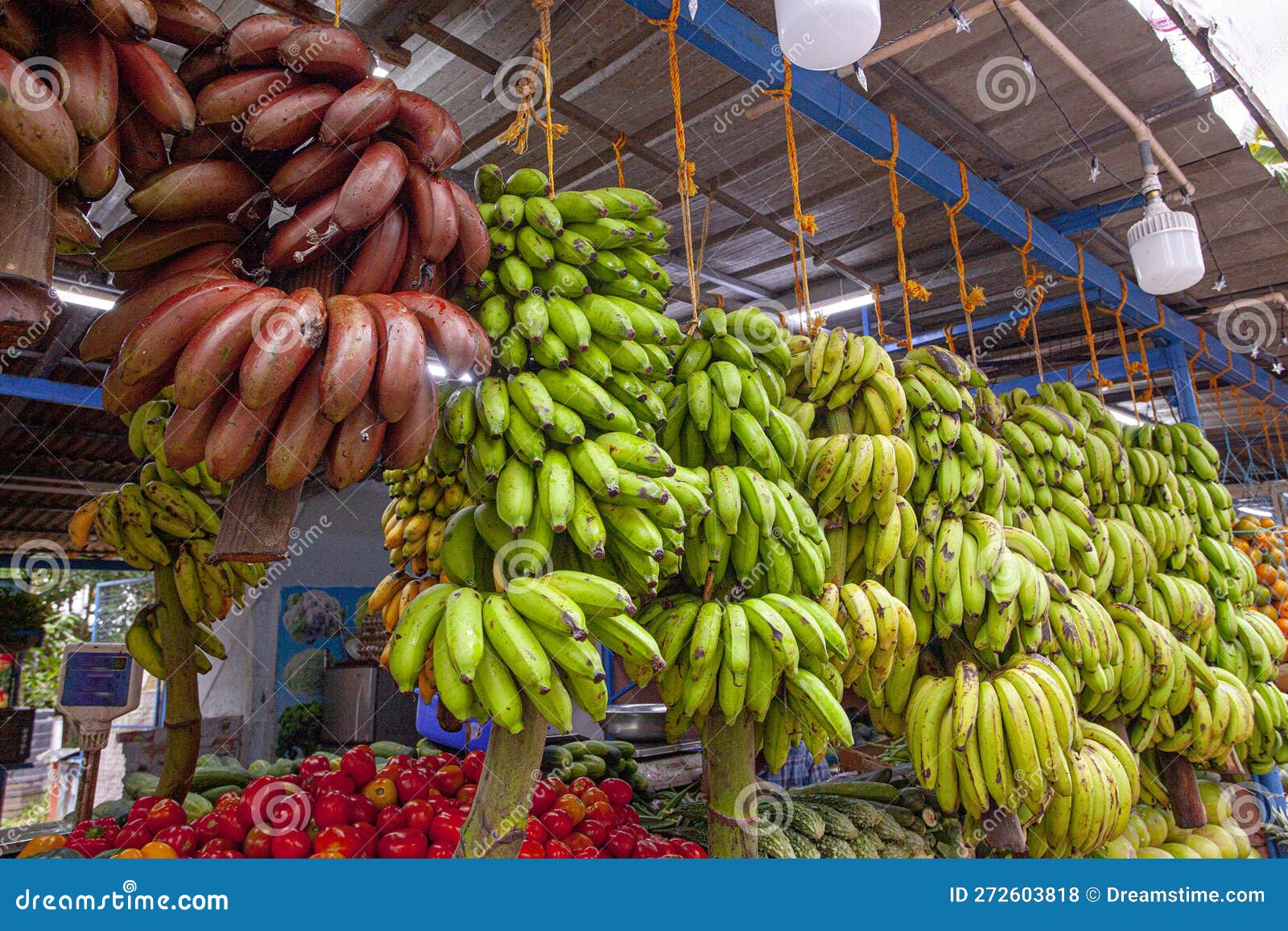 Assortment Od the Different Kinds of Bananas in Kerala Stock Photo