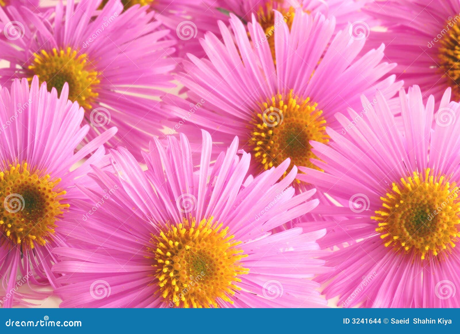 Aster Foto De Archivo Imagen De Floraciones Flor Florista 3241644 aster-foto-de-archivo-imagen-de-floraciones-flor-florista-3241644