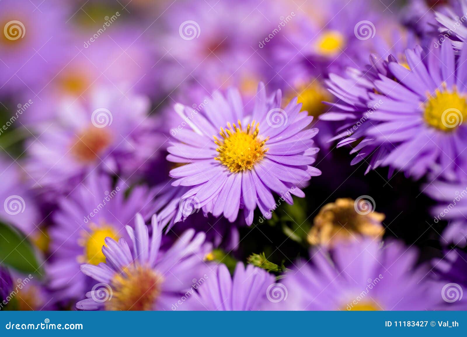 aster amellus