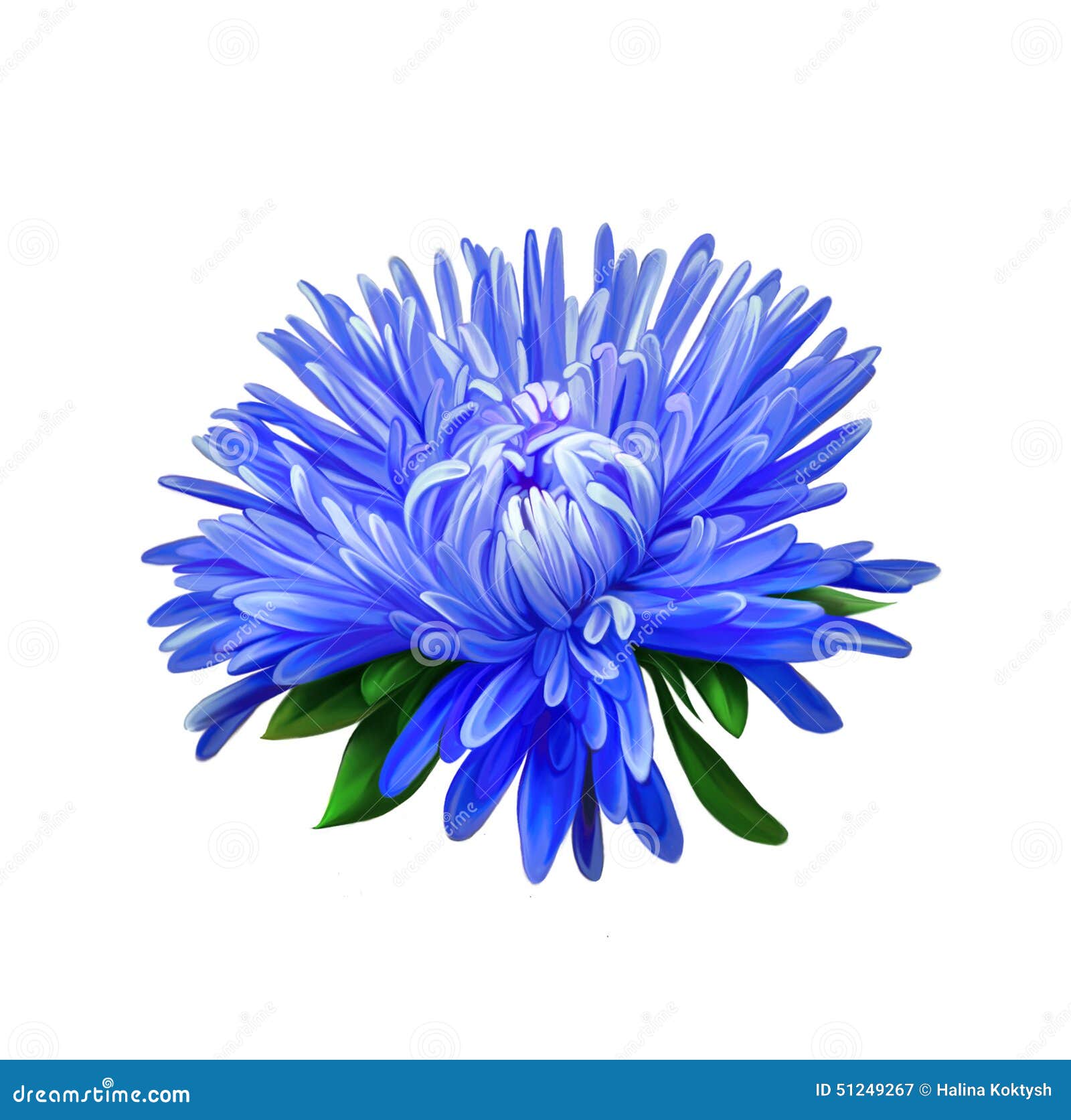gastvrouw Bewonderenswaardig Vermindering Aster Blauwe Bloem, De Lentebloem Geïsoleerde Stock Afbeelding - Image of  voorstel, rooskleurig: 51249267