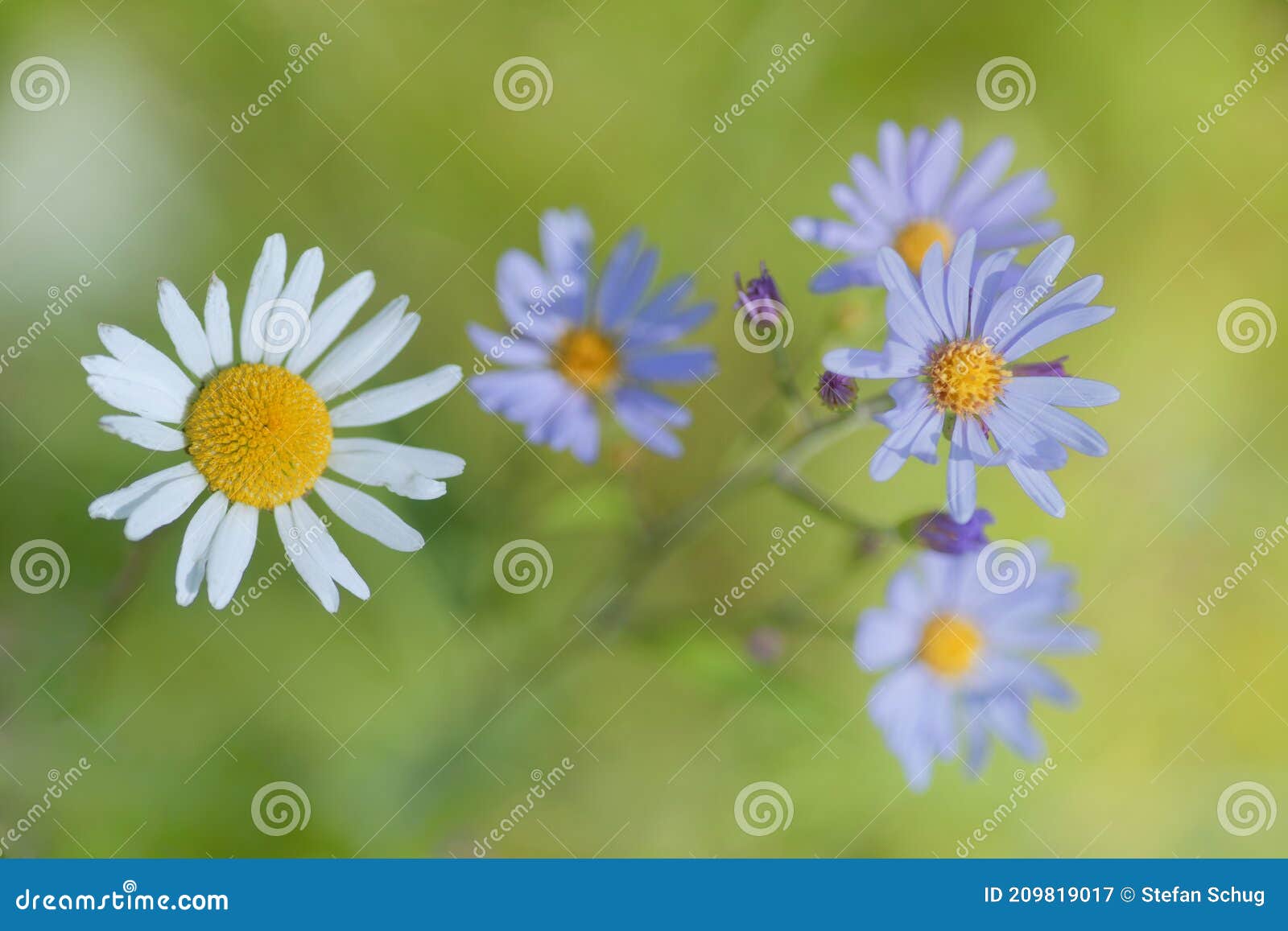 amongst friends - asters and daisy