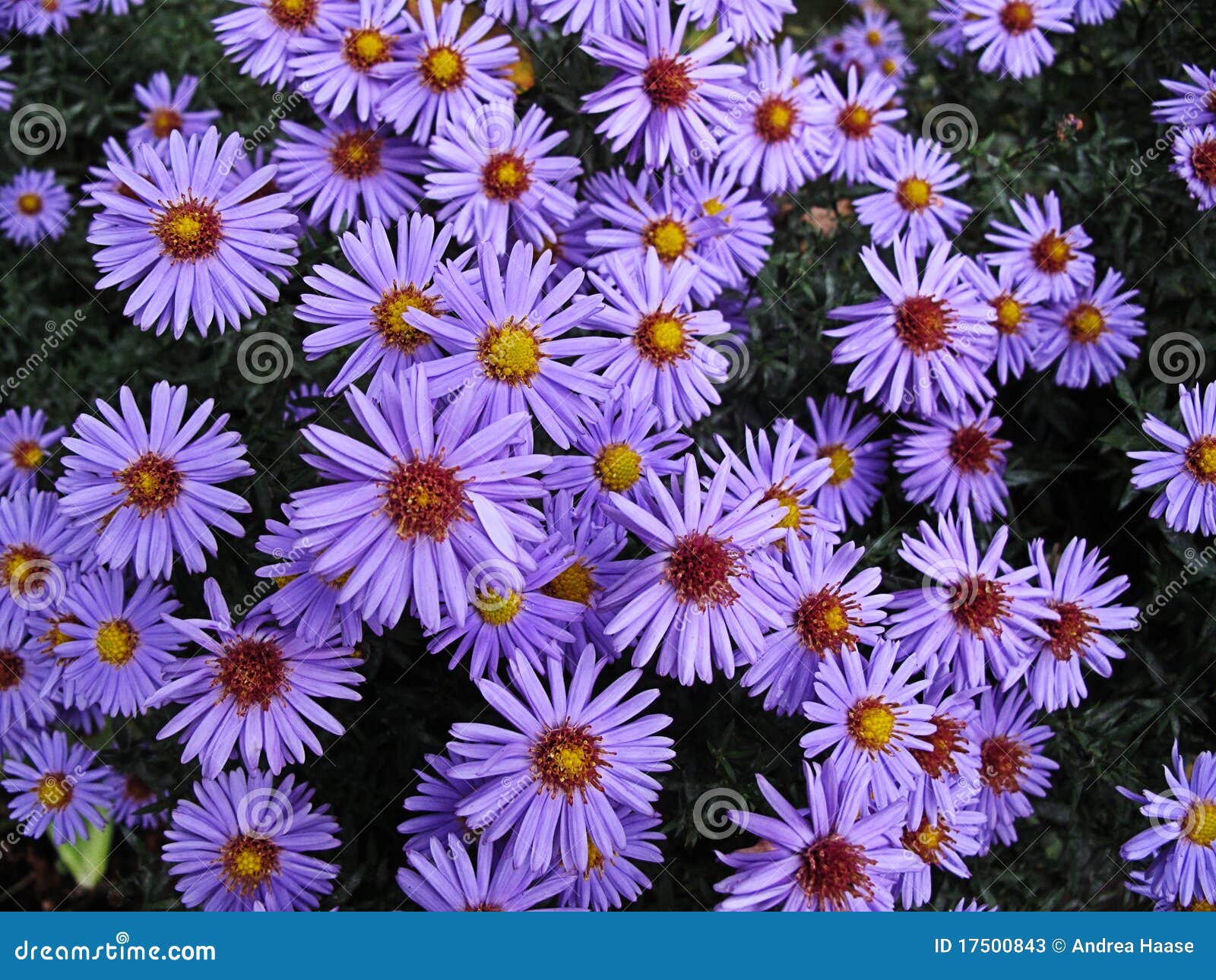 Aster daisy stock image. Image of detail, autumn, floral 17500843